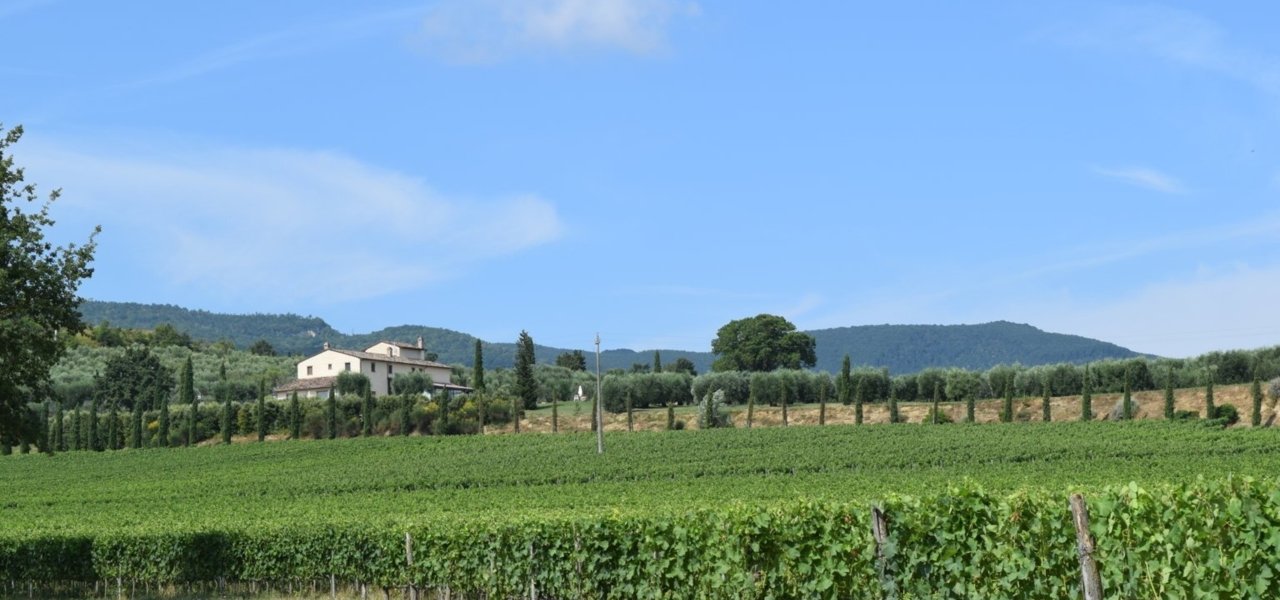 Vineyards